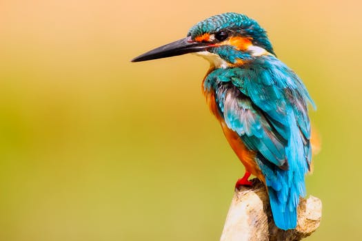 Kookaburra